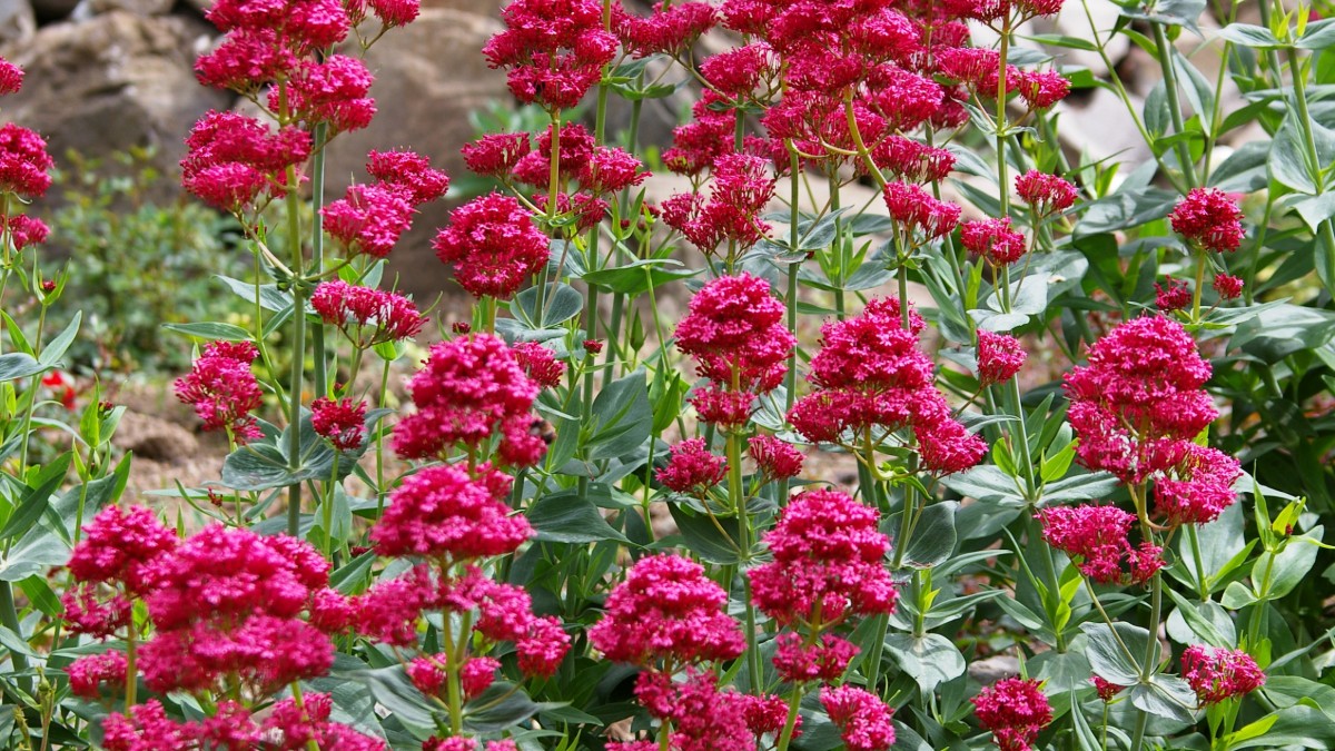 red valerian, Jupiter's Beard (Centranthus ruber)